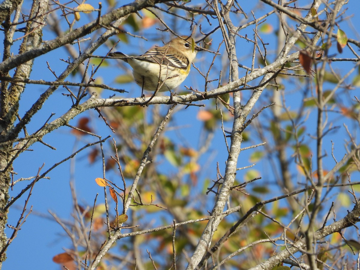 Пісняр-лісовик жовтогузий - ML645694772