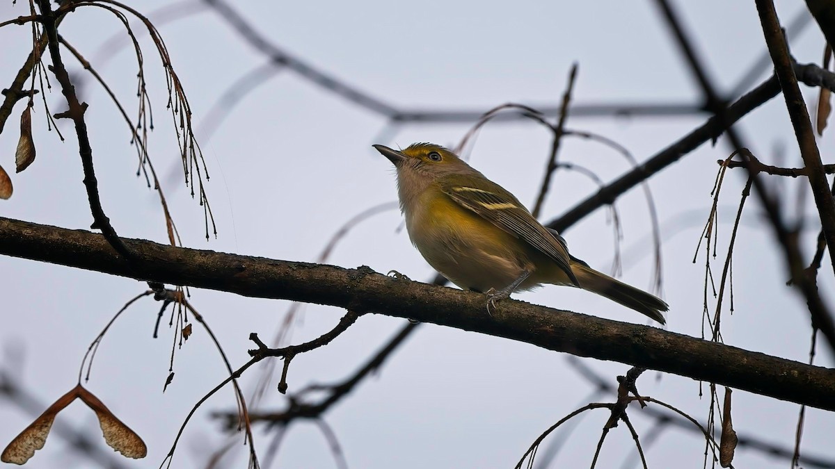 White-eyed Vireo - ML645694773