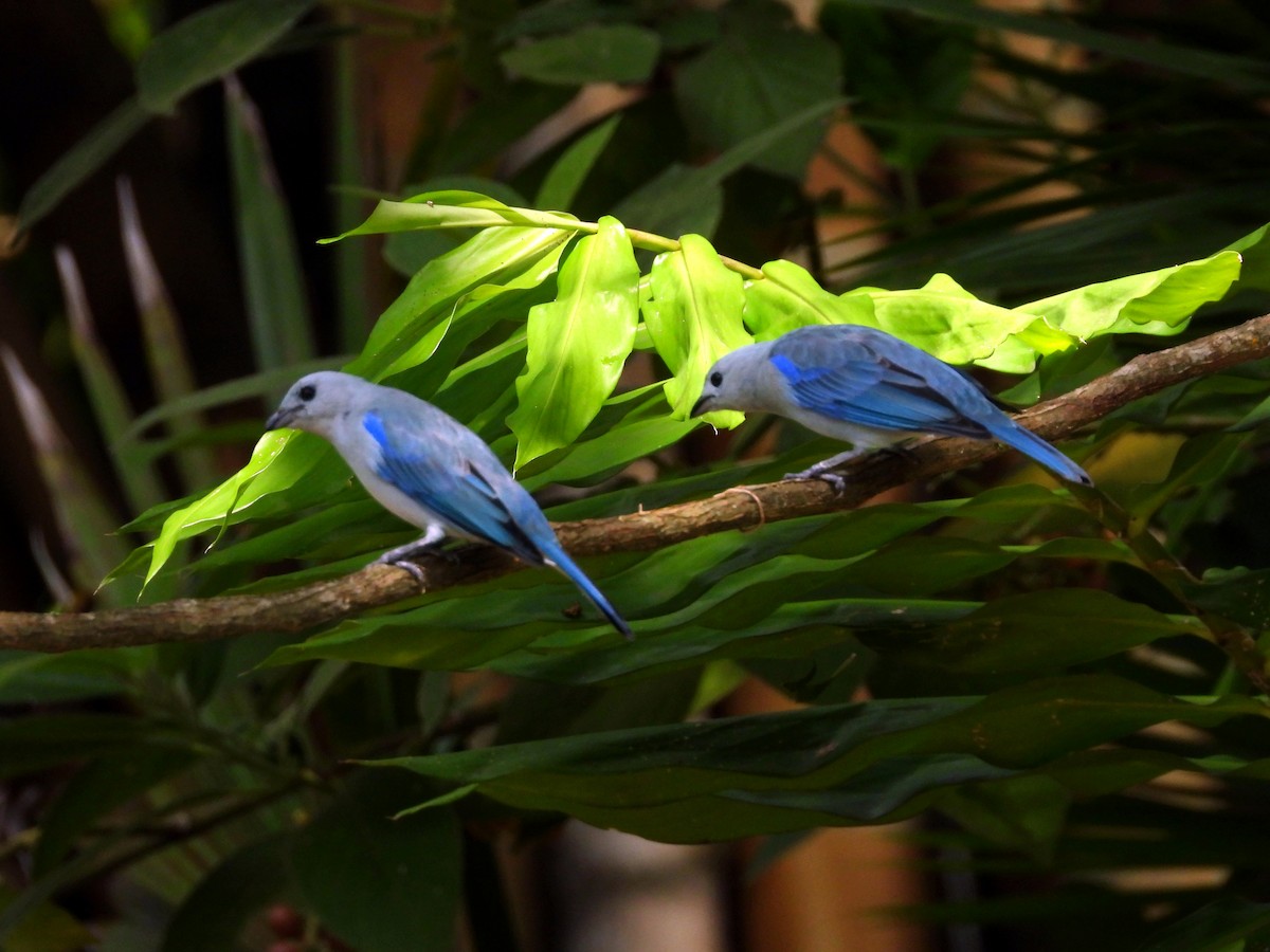 Саяка блакитна - ML645694774