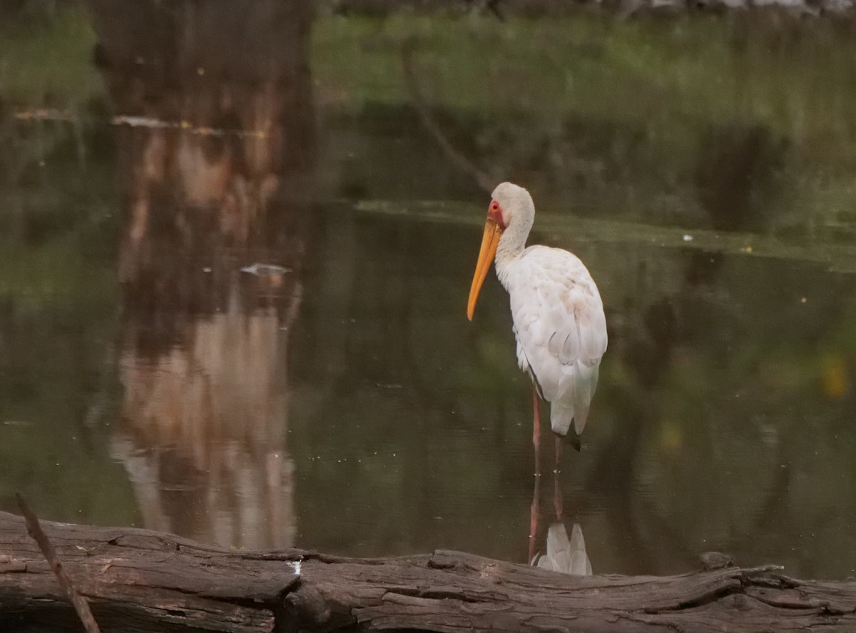 Лелека-тантал африканський - ML645694775