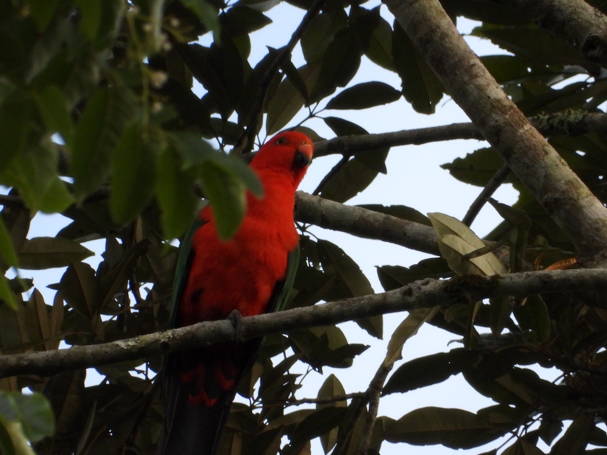 Алістер королівський - ML645694777