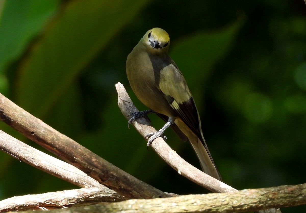 Саяка пальмова - ML645694780