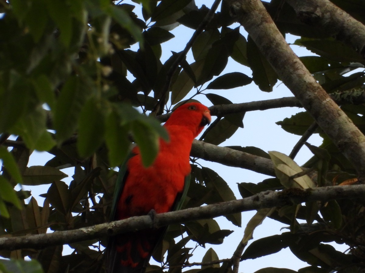 Алістер королівський - ML645694785