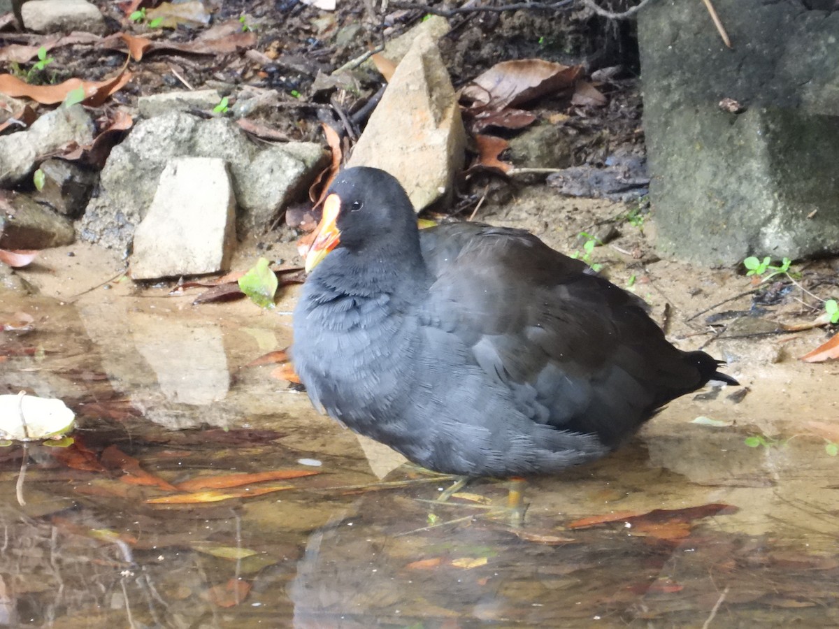 Курочка чорна - ML645694786