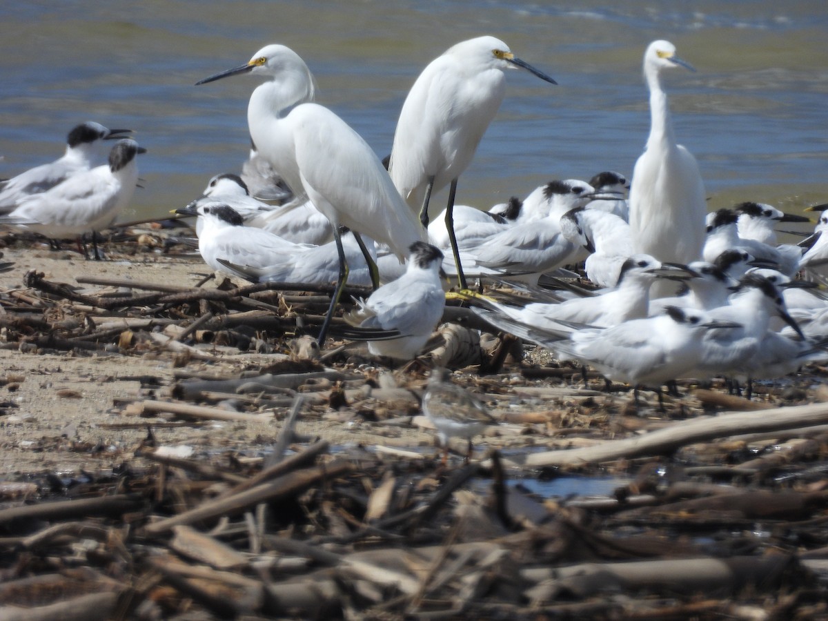 Чепура американська - ML645694788