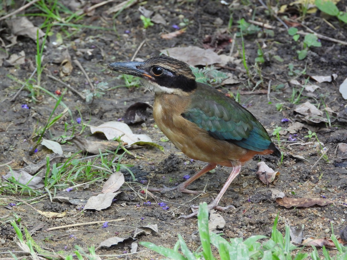 Піта мангрова - ML645694789