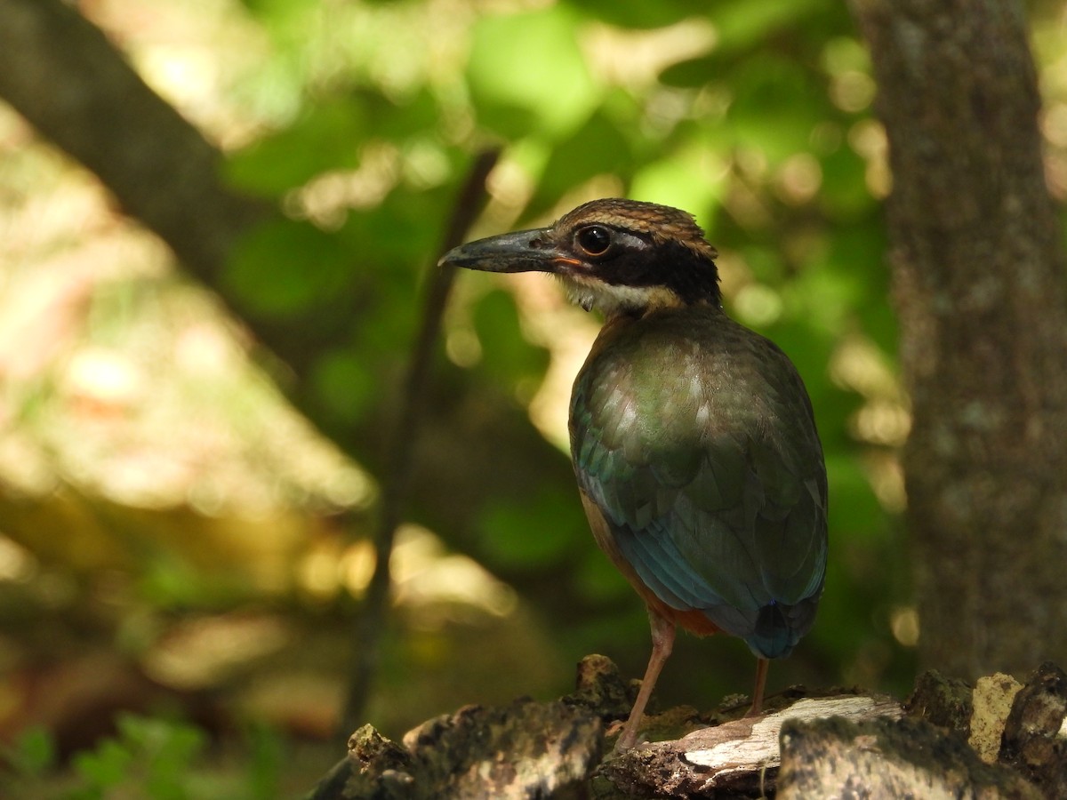 Піта мангрова - ML645694791