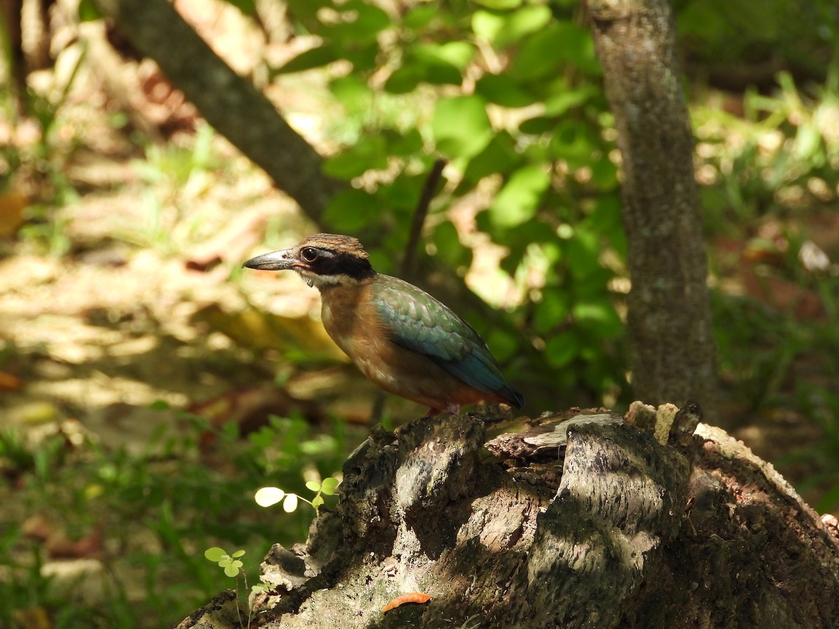 Піта мангрова - ML645694792