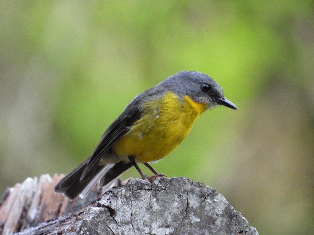 Королець жовтий - ML645694793