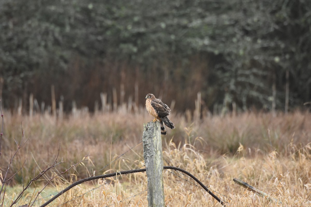 Лунь американський - ML645694794