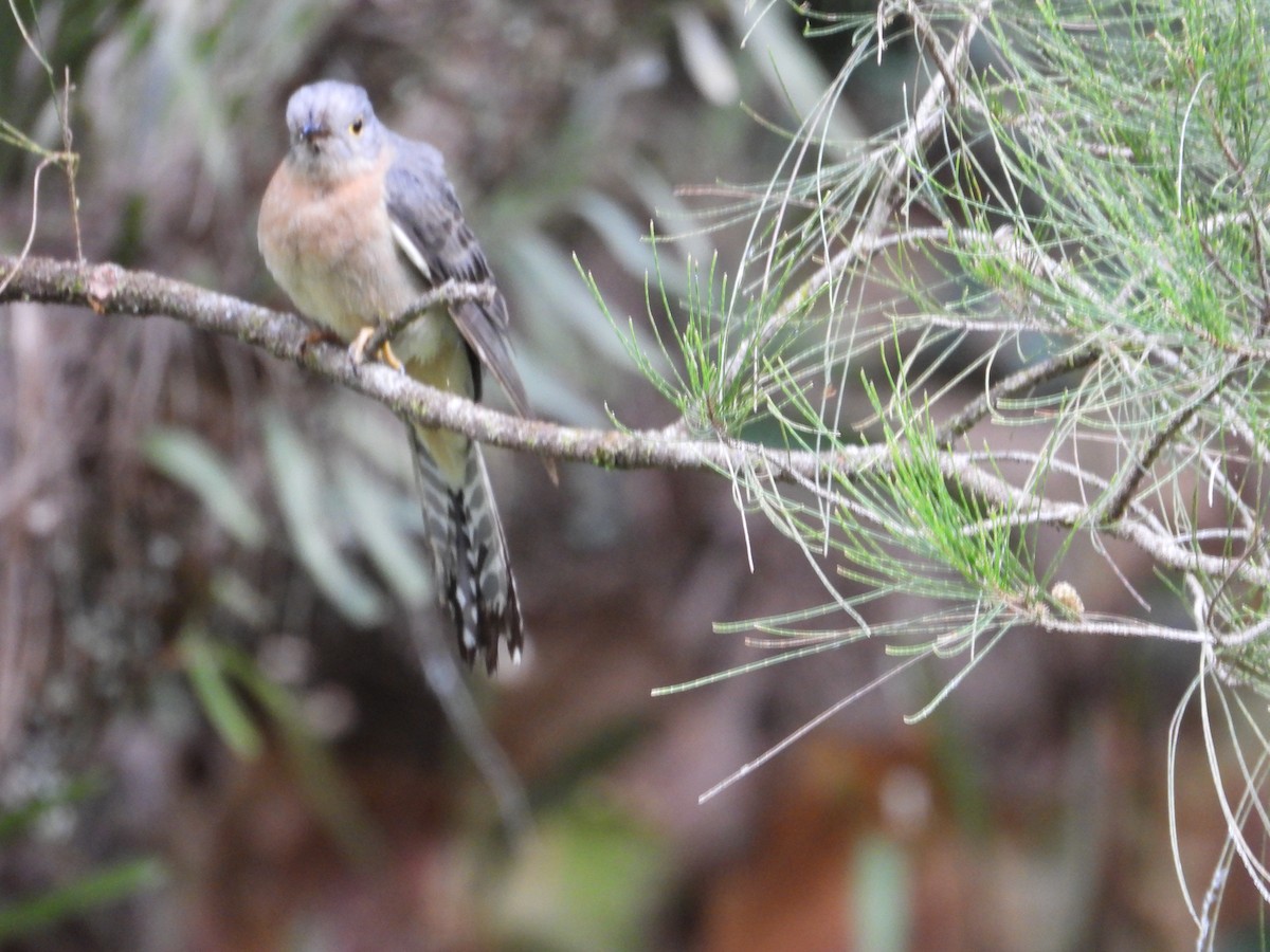 Кукавка віялохвоста - ML645694797