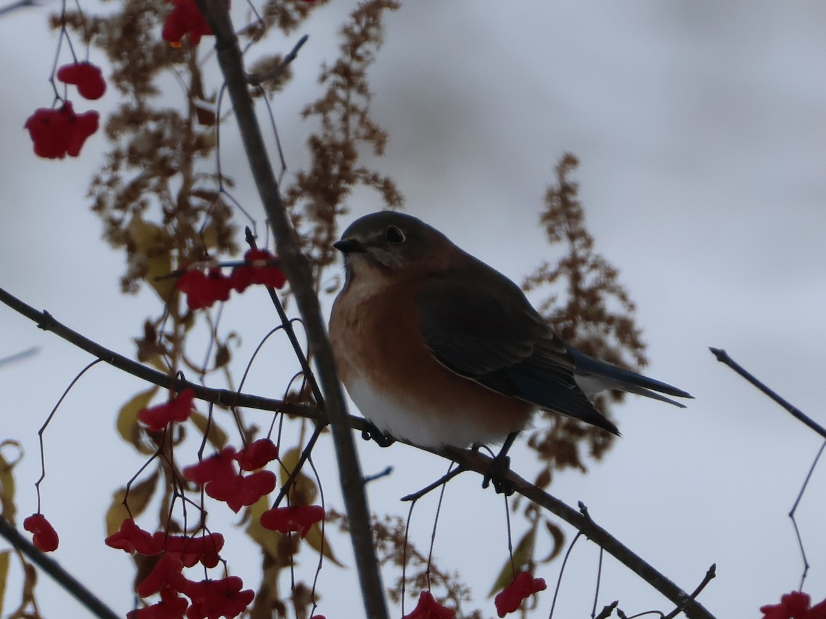 Блакитник східний - ML645694798