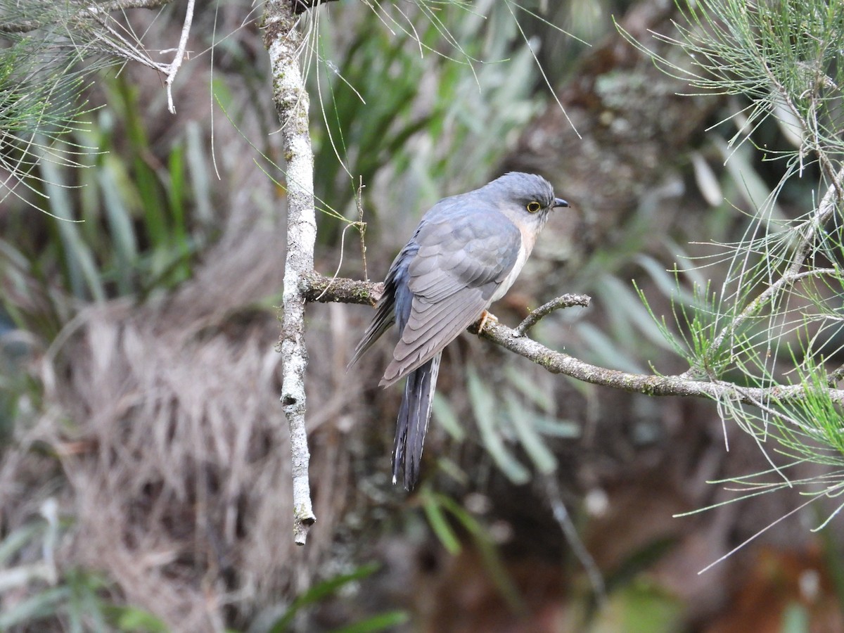 Australian Spectacled Monarch - ML645694799