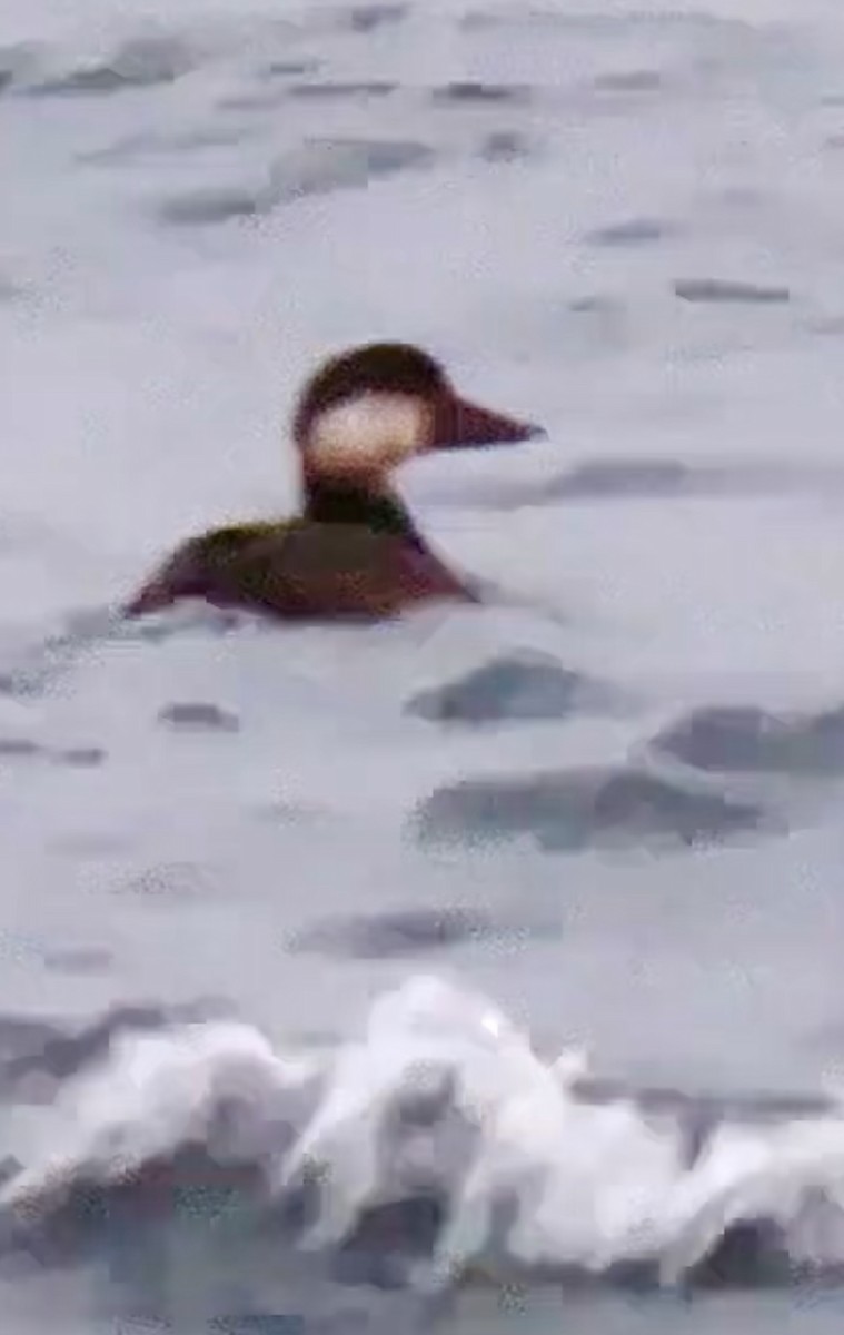 Синьга американська - ML645694800