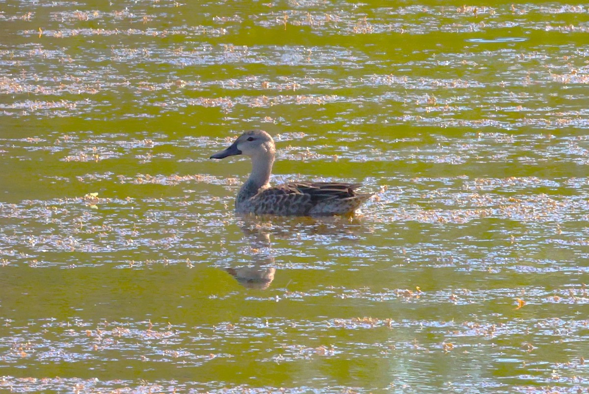 Чирянка блакитнокрила - ML645694801