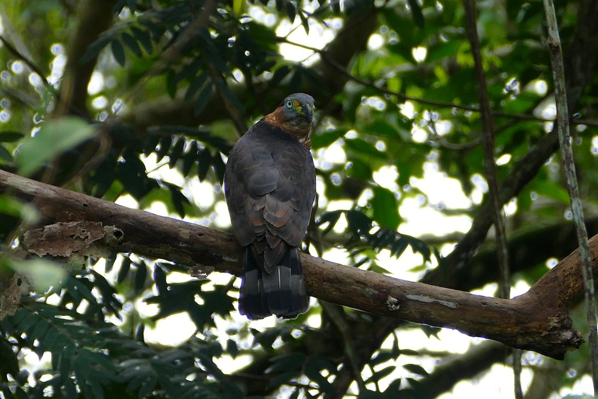 Hook-billed Kite - ML645694802