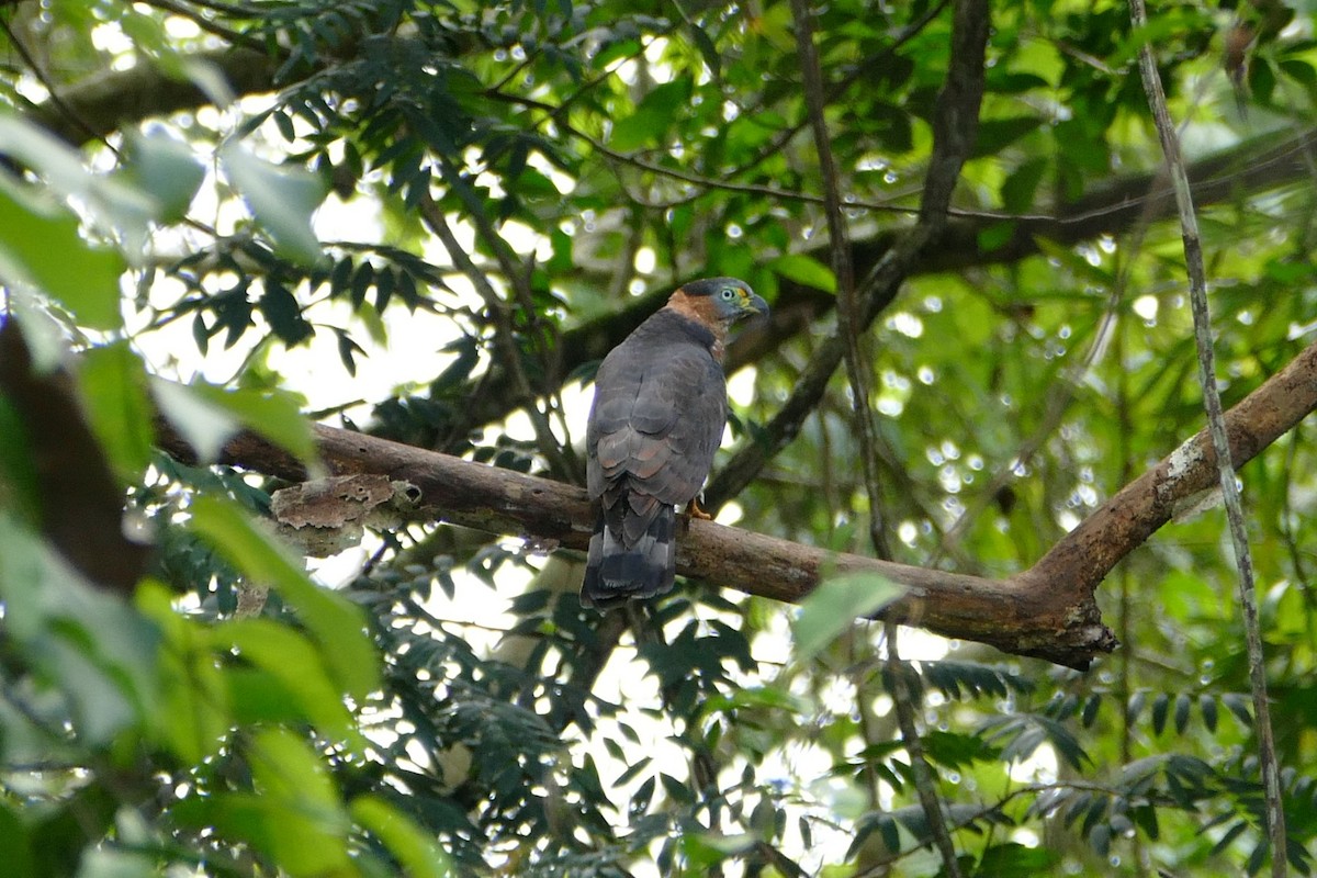 Hook-billed Kite - ML645694803