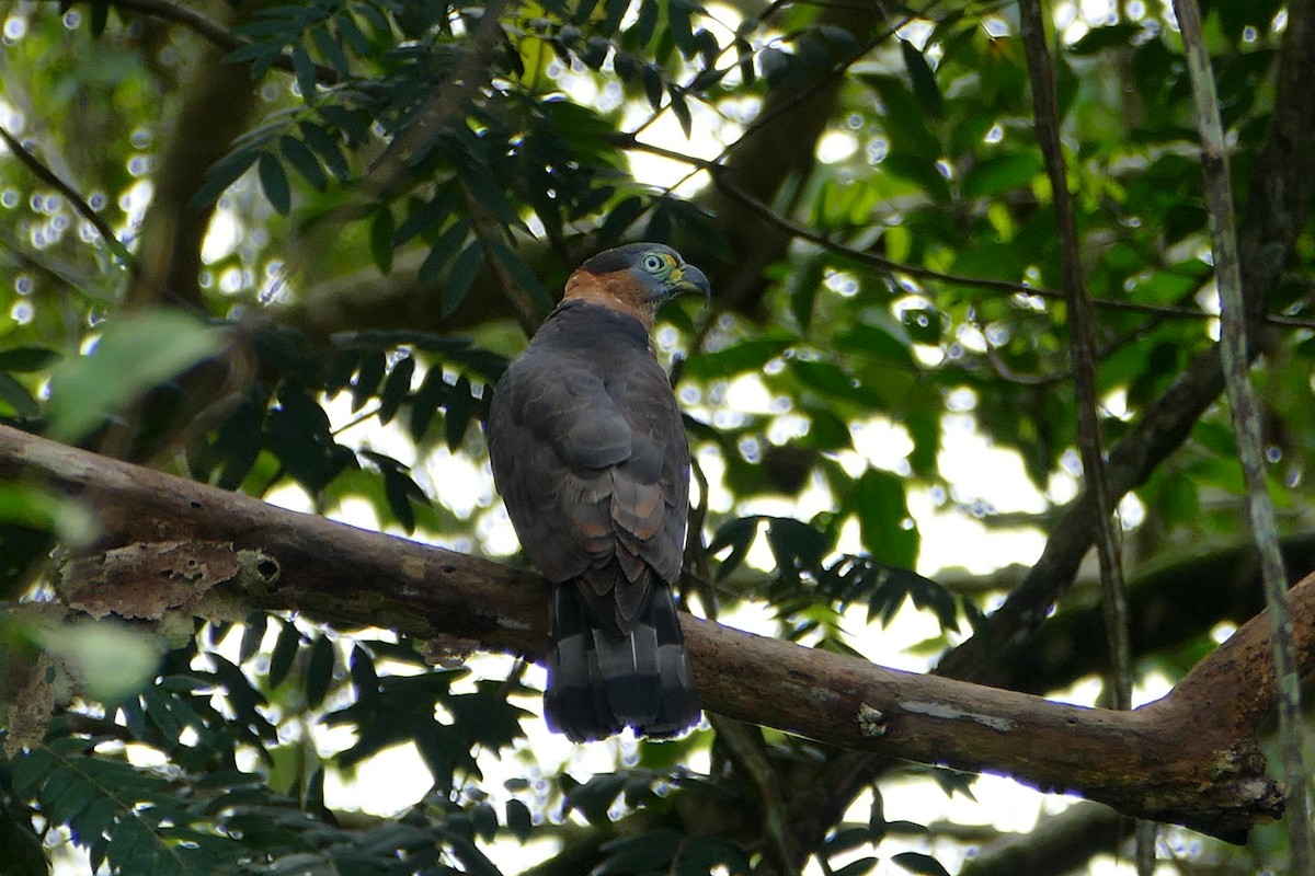 Hook-billed Kite - ML645694804