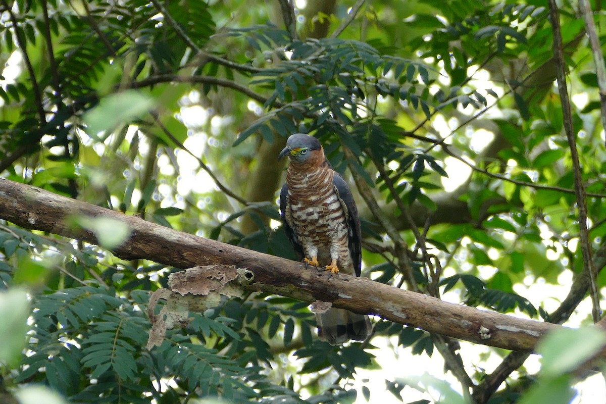 Hook-billed Kite - ML645694805