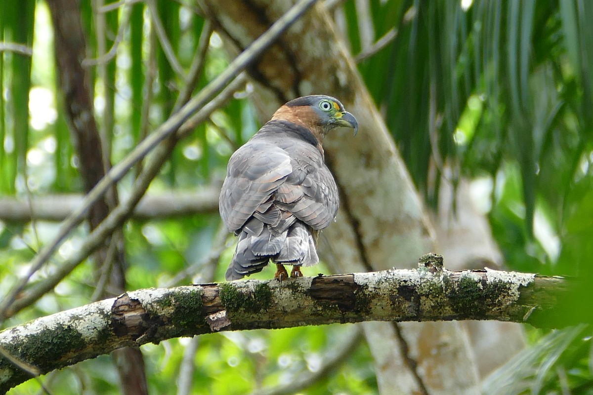 Hook-billed Kite - ML645694806