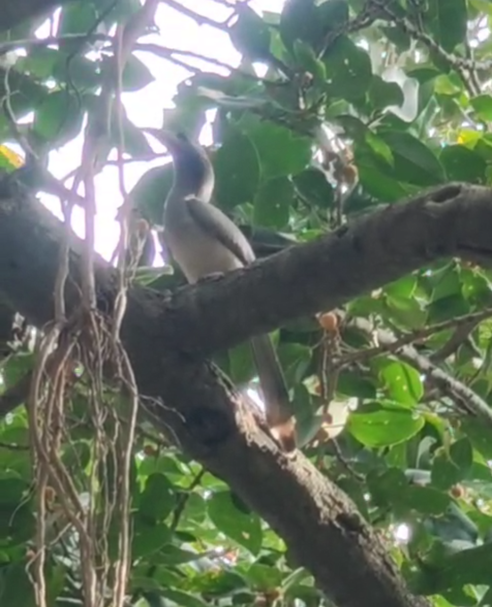 Indian Gray Hornbill - ML645694808