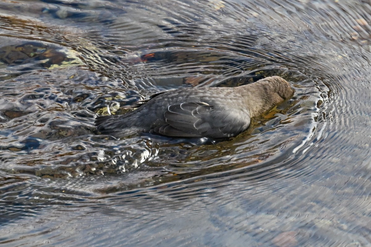American Dipper - ML645694810