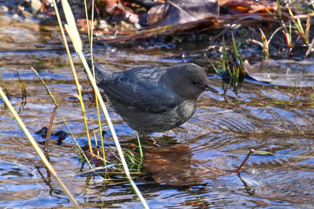 American Dipper - ML645694811