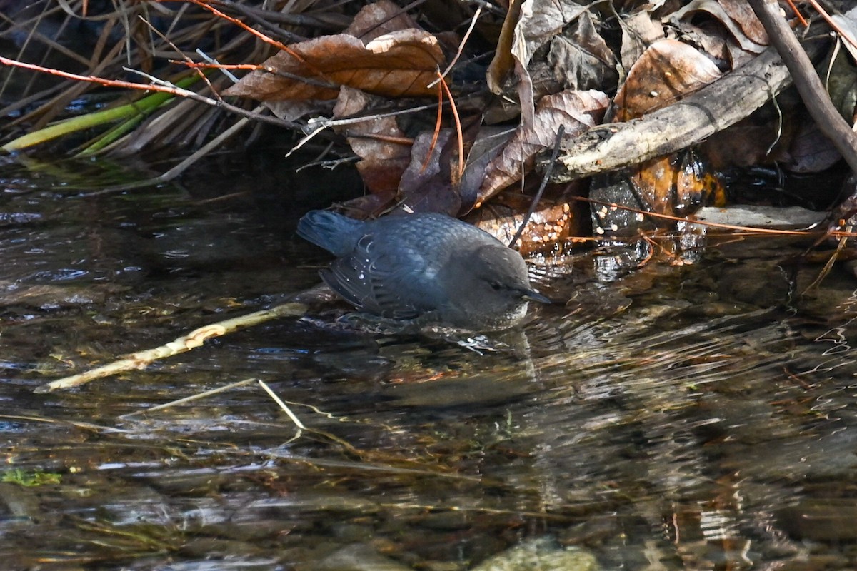 American Dipper - ML645694812