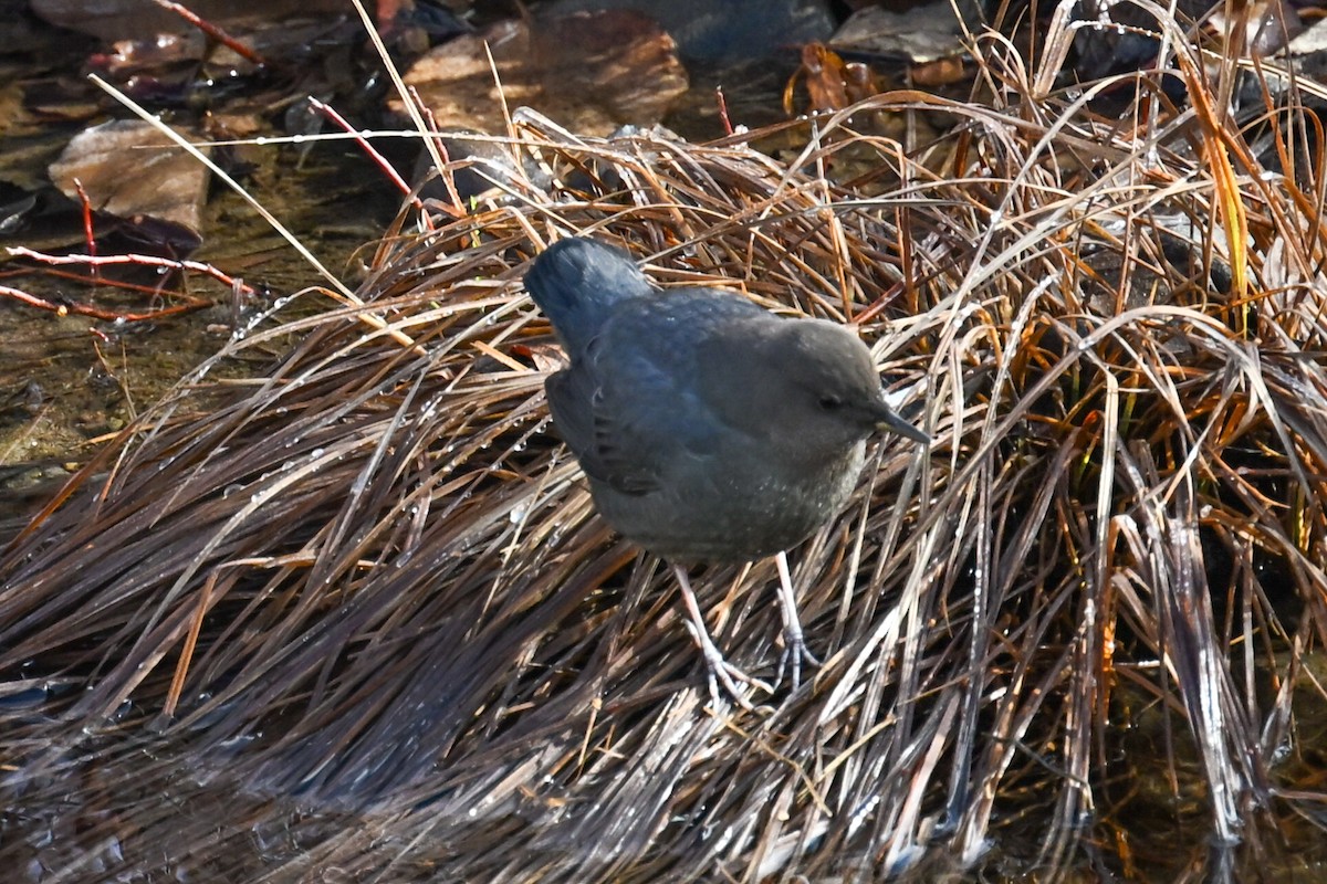 American Dipper - ML645694813