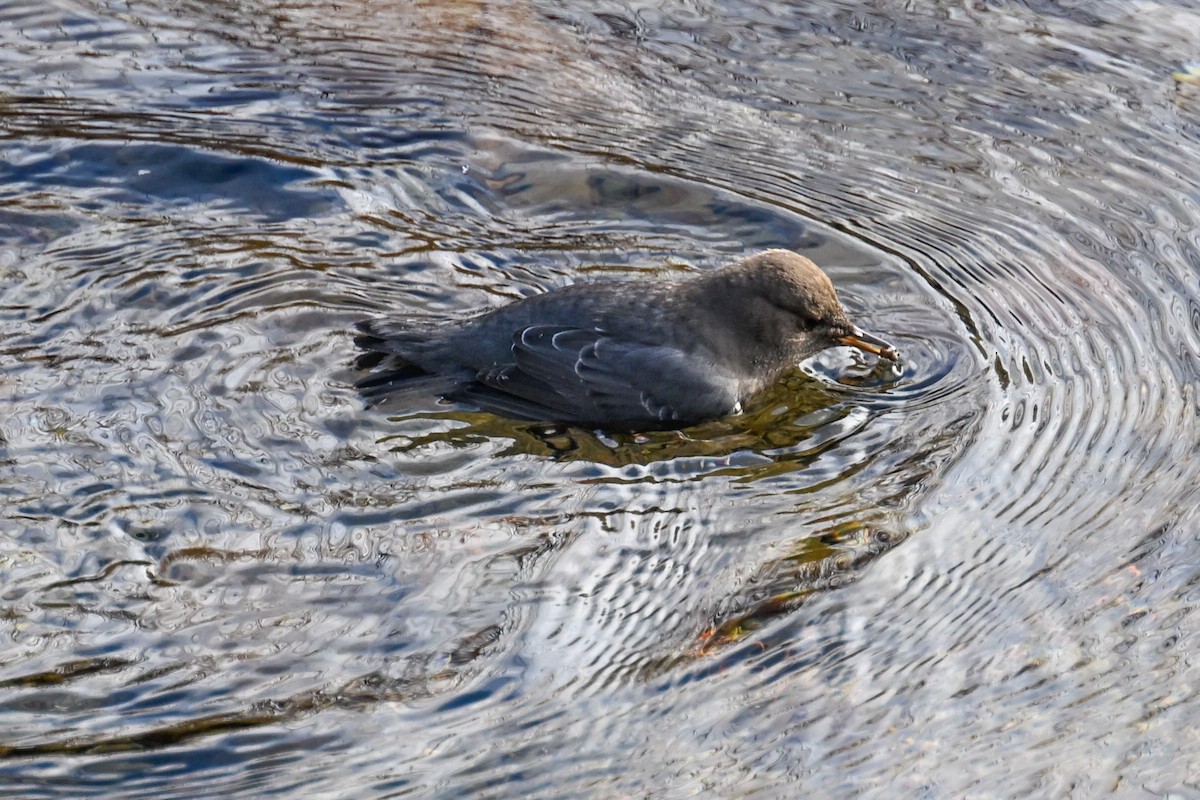 American Dipper - ML645694814