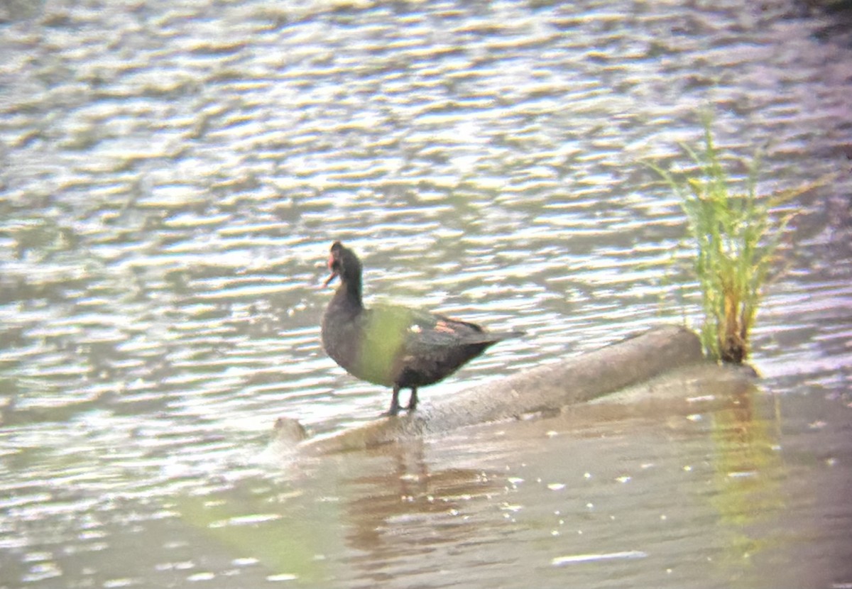 pižmovka americká - ML645694822