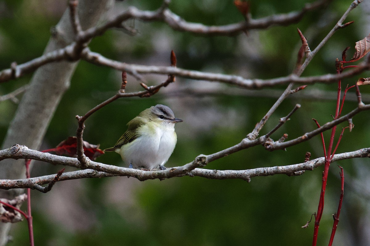 Красноглазый виреон - ML645694830