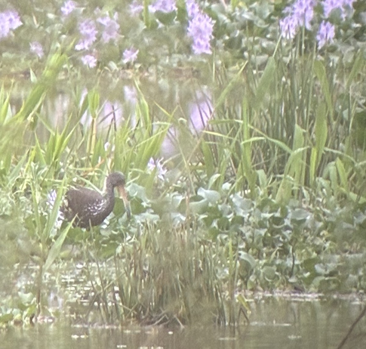 kurlan chřástalovitý - ML645694831