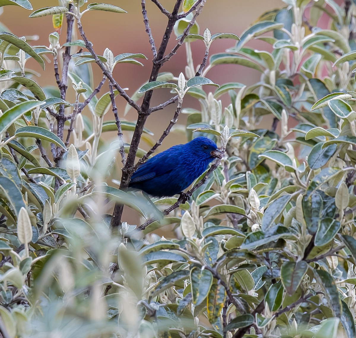 カラミツドリ - ML645694834