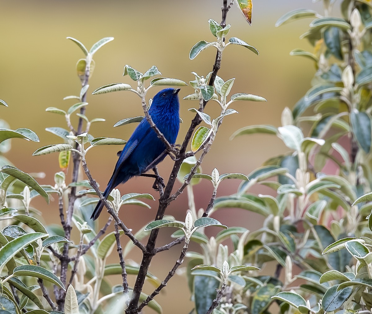 カラミツドリ - ML645694835