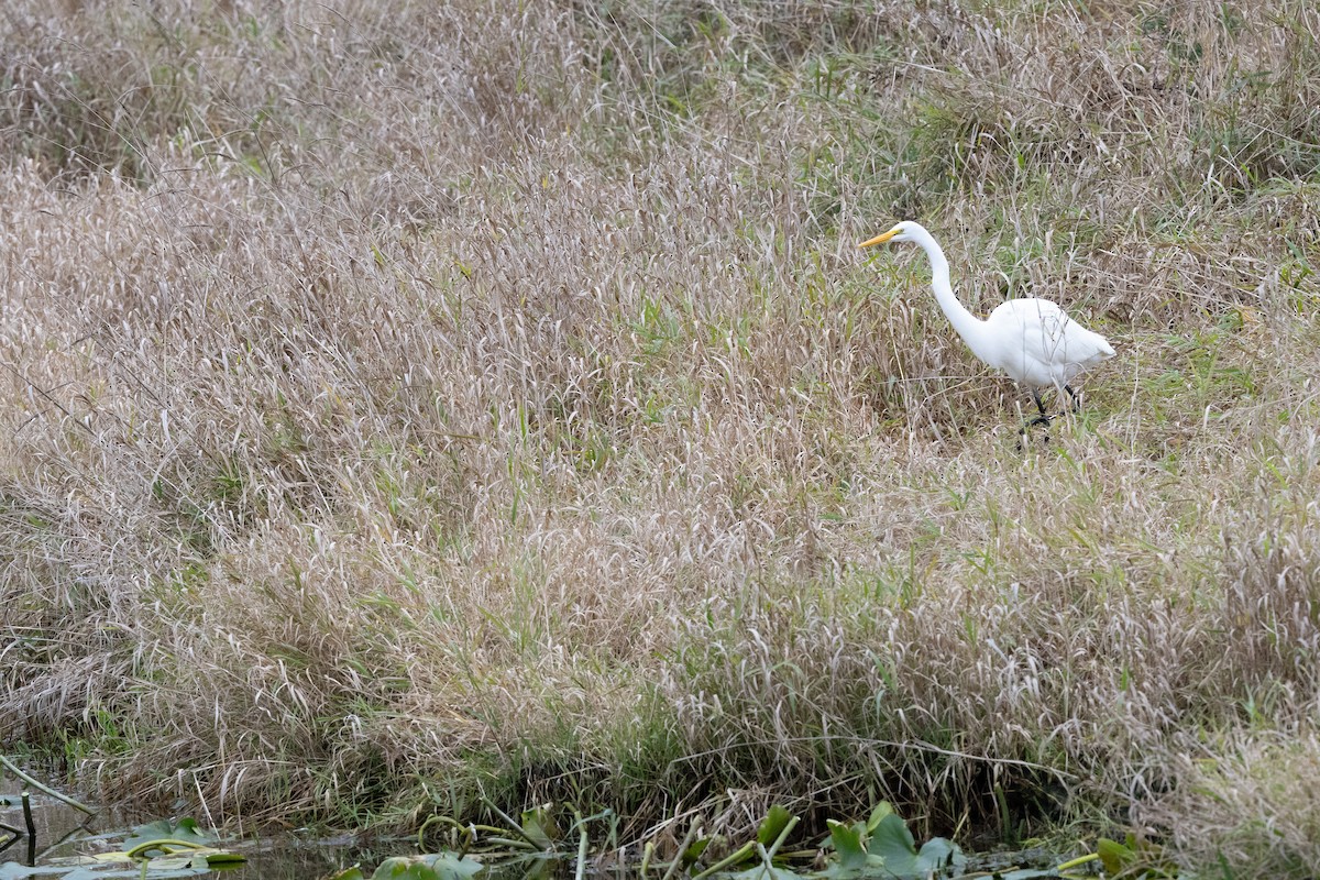 Great Egret - ML645694839