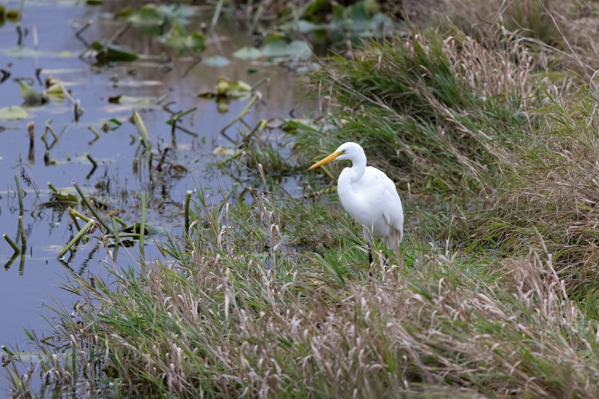 Great Egret - ML645694840