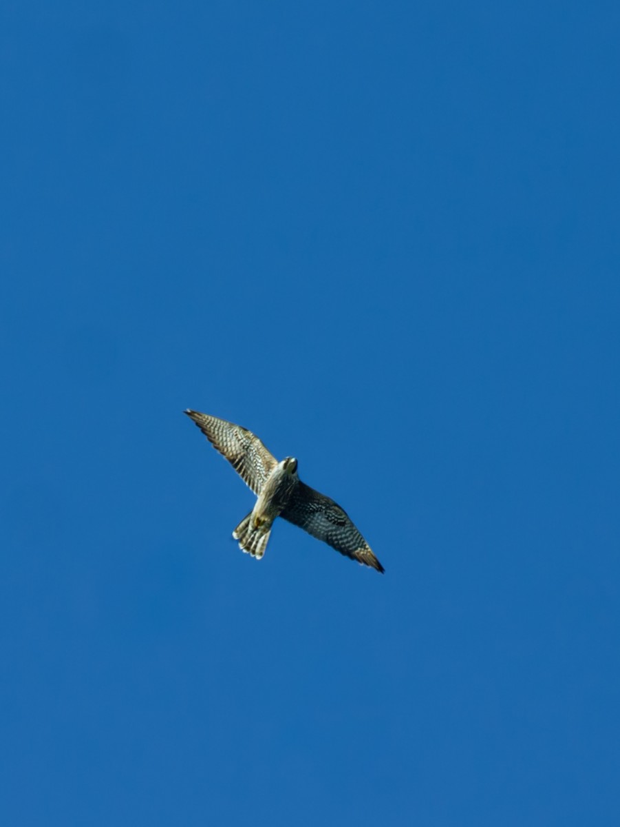 遊隼 - ML645694841