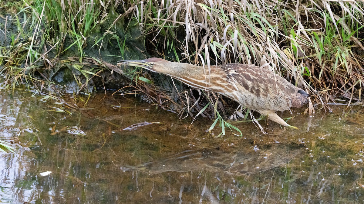 amerikarørdrum - ML645694845