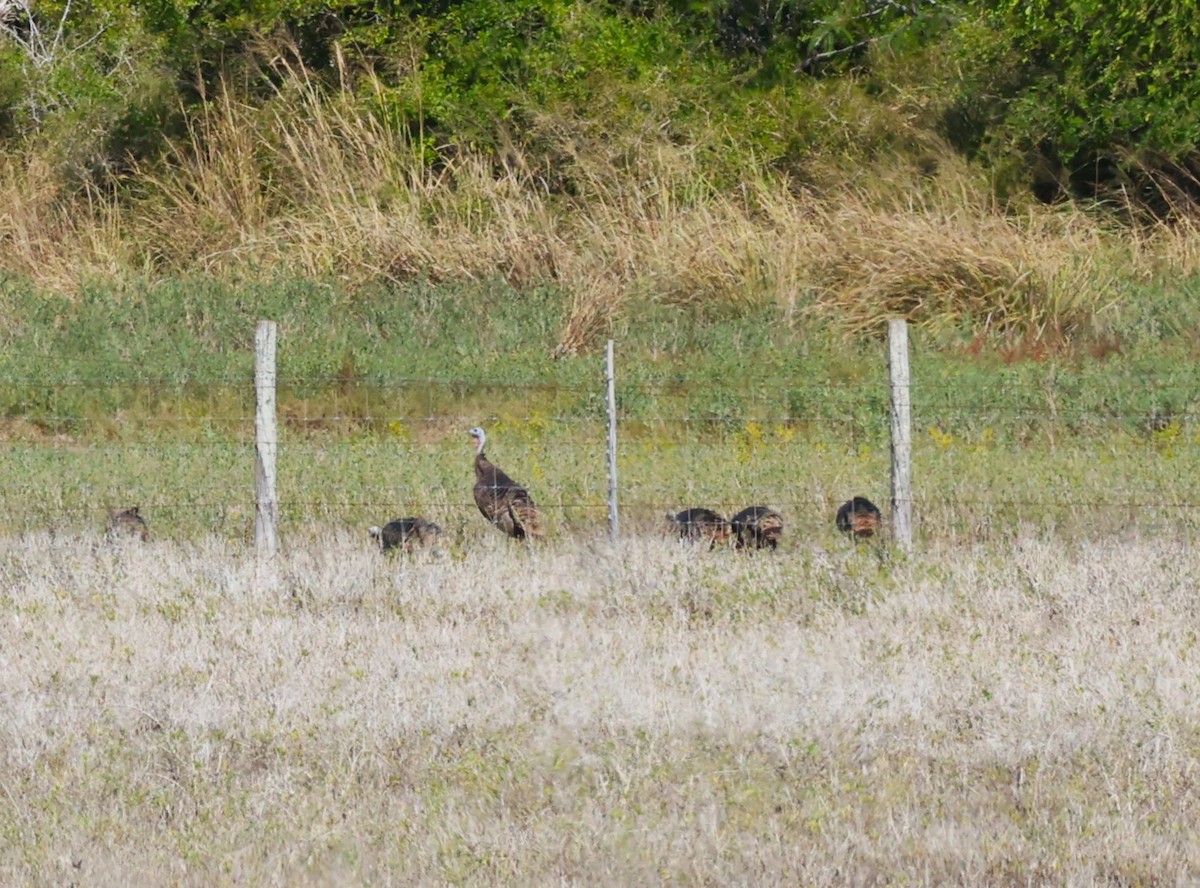 krocan divoký - ML645694846