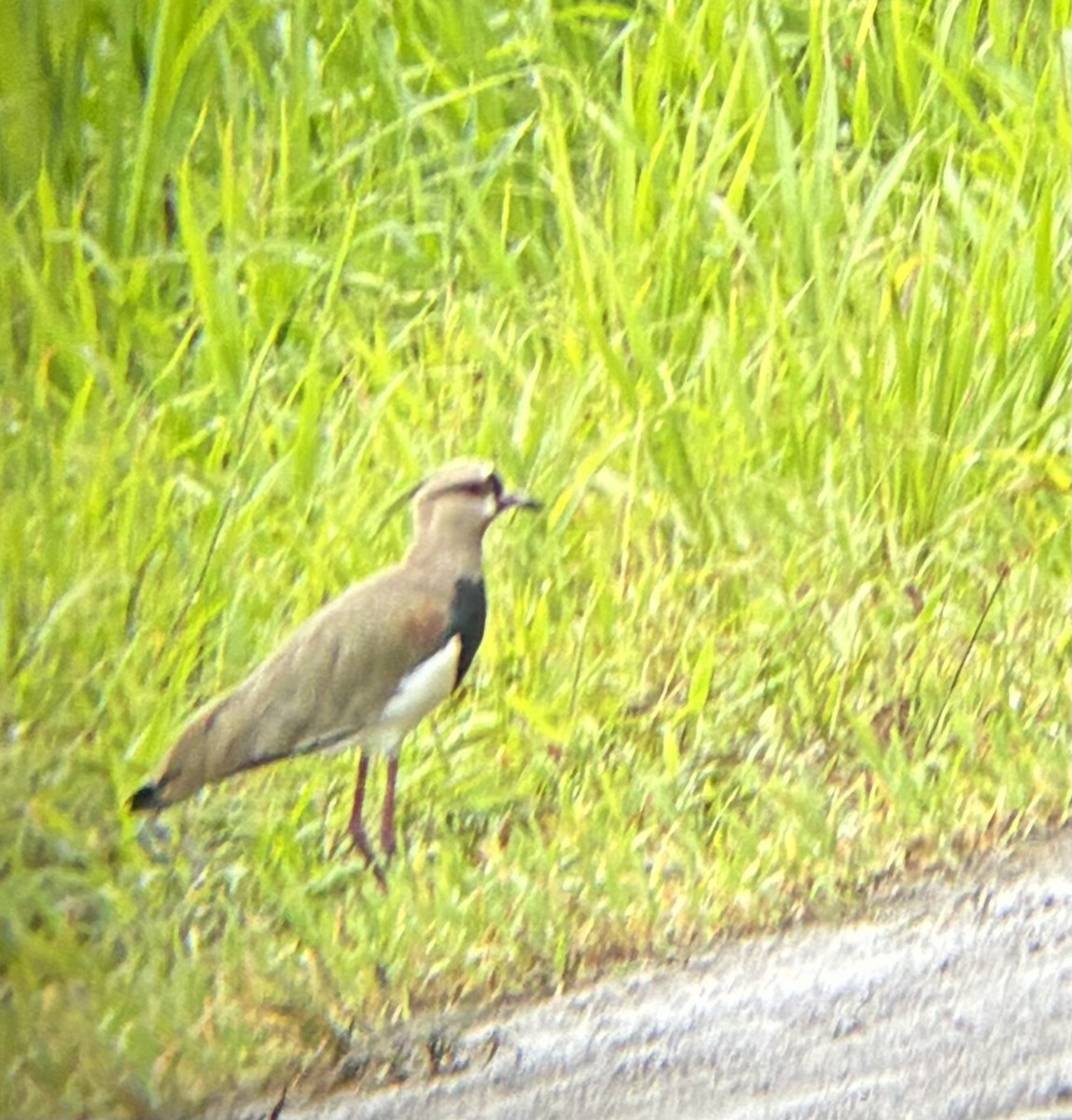 čejka jihoamerická - ML645694853