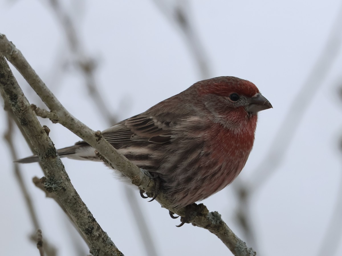 Roselin familier - ML645694854