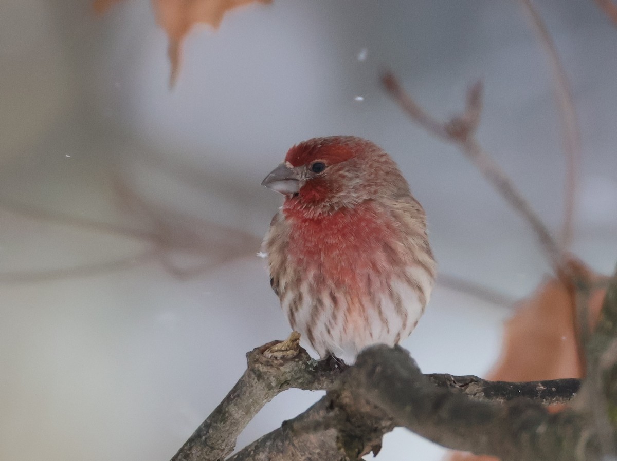 Roselin familier - ML645694855