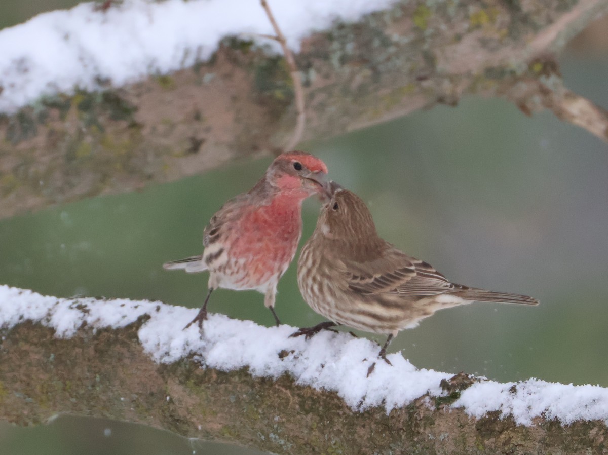 Roselin familier - ML645694856