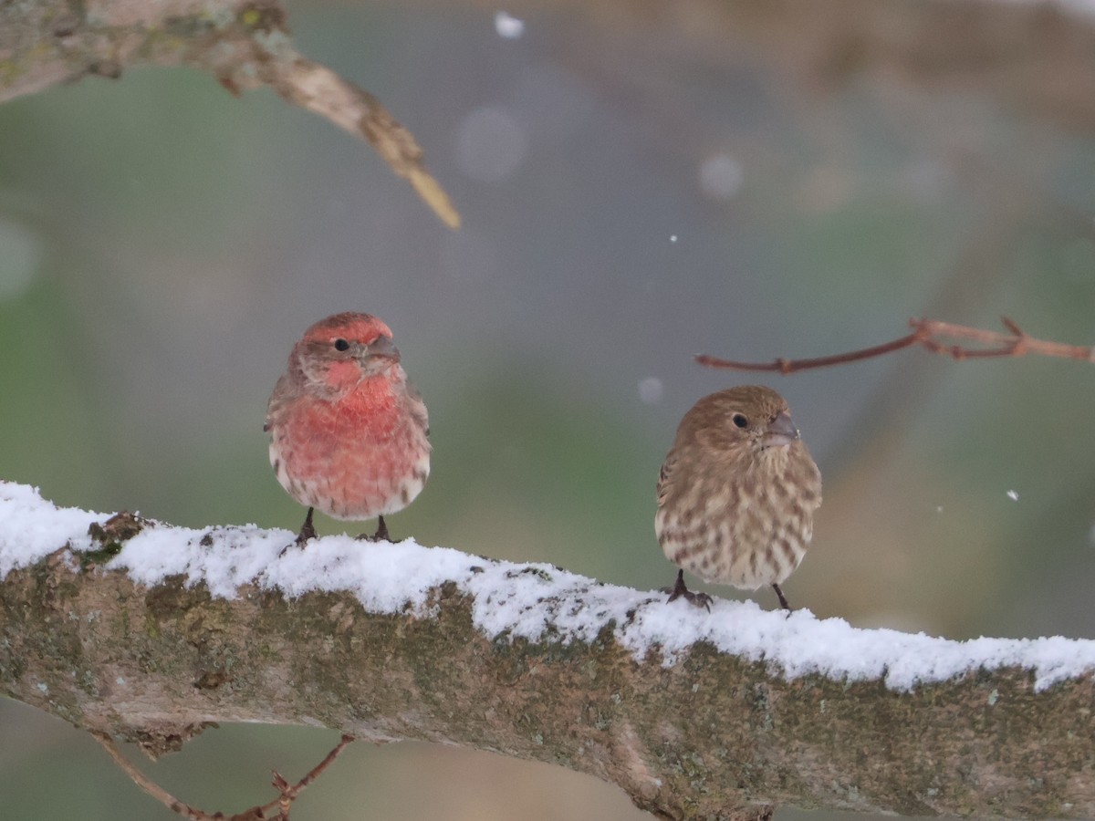 Roselin familier - ML645694858