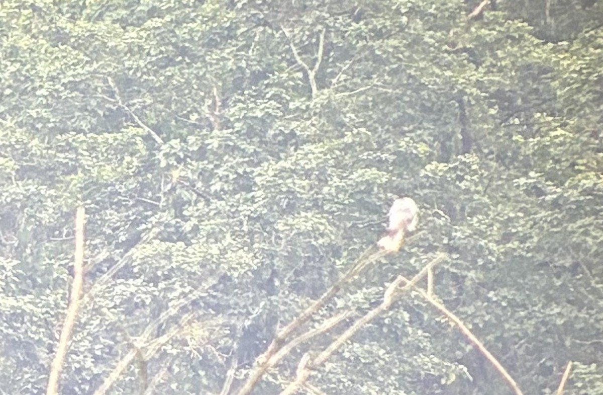 luněc americký - ML645694888