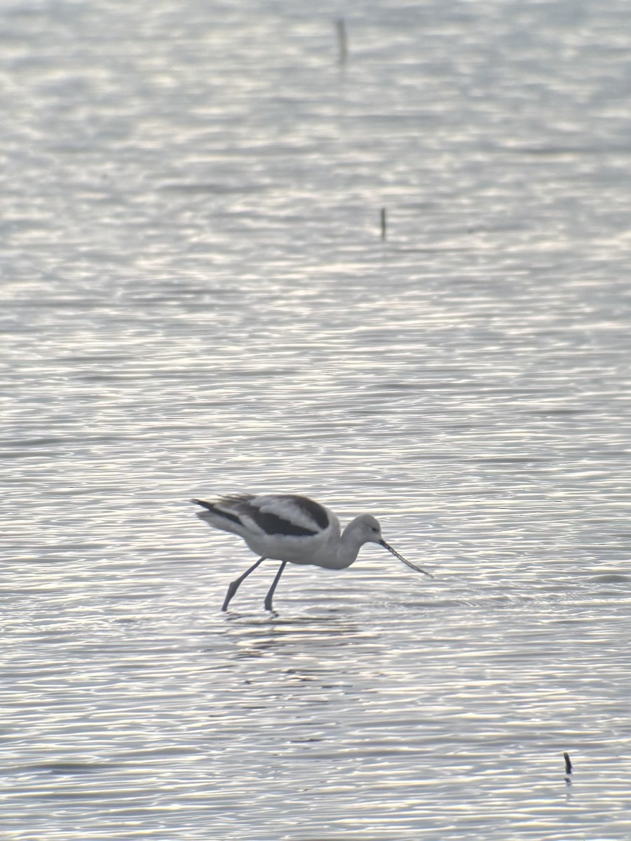 American Avocet - ML645694889