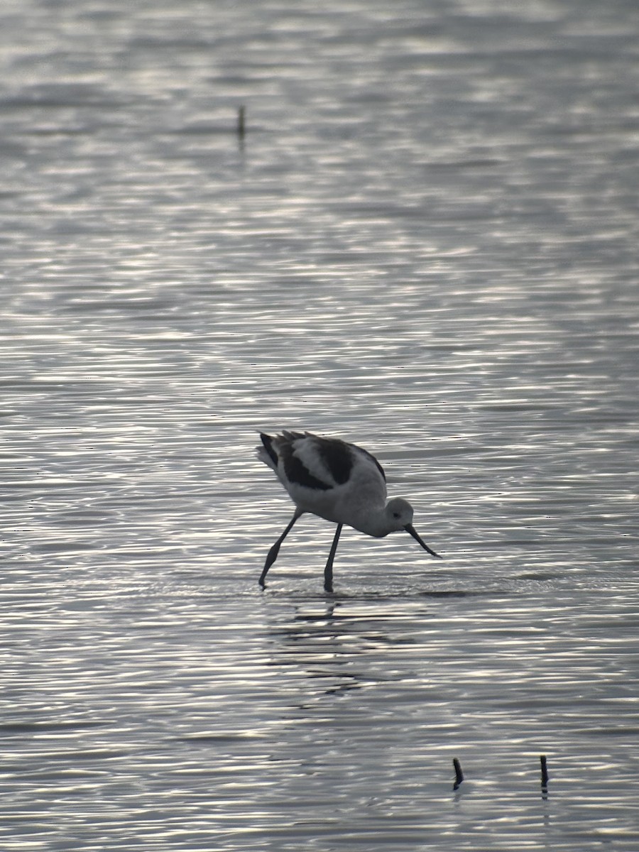 Американская шилоклювка - ML645694890