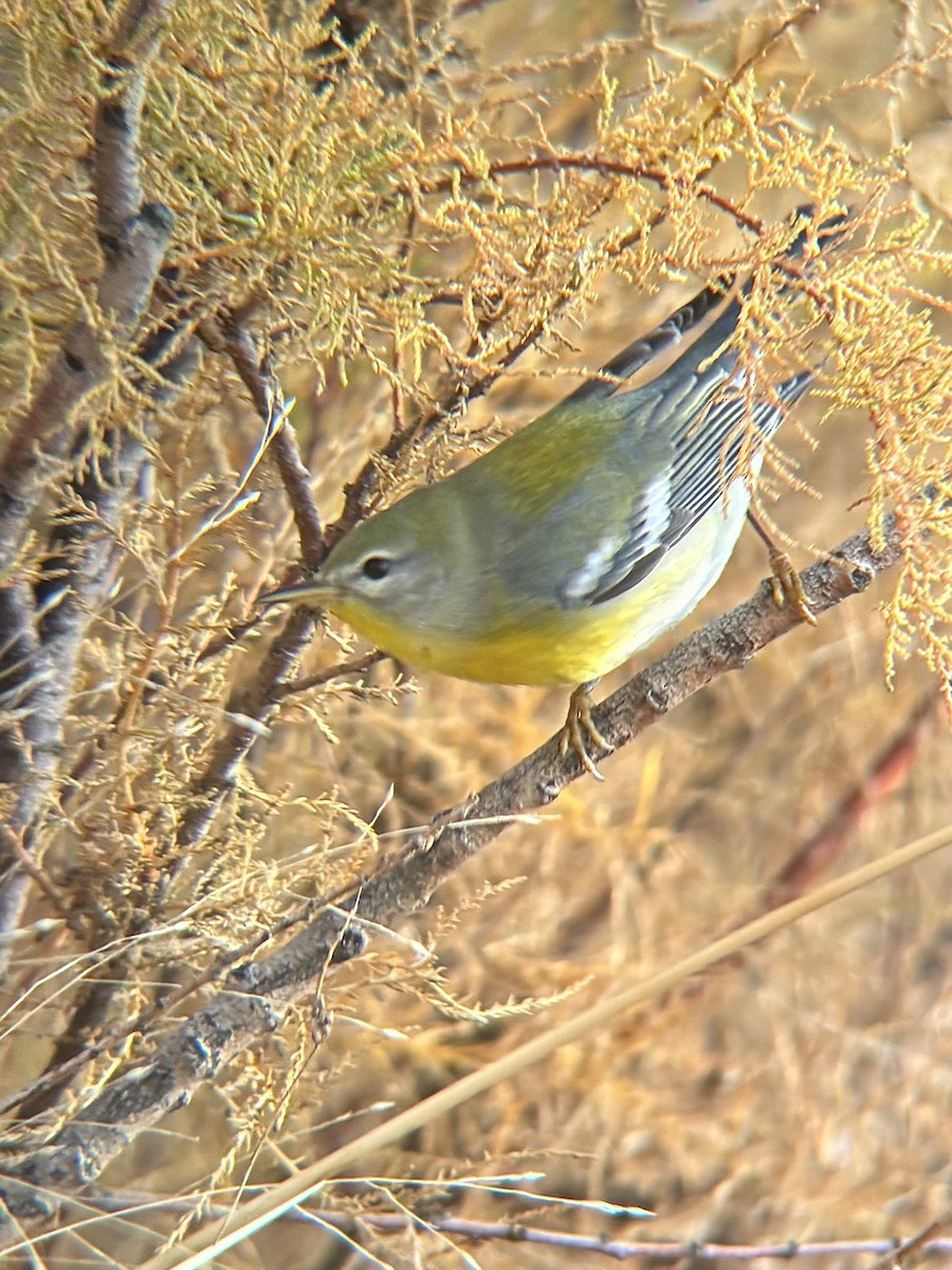 Northern Parula - ML645694901