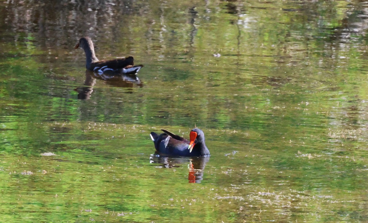 Gallinule d'Amérique - ML645694908